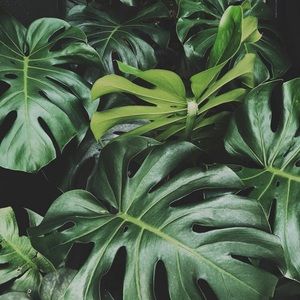 Meet your Posher, Courtney